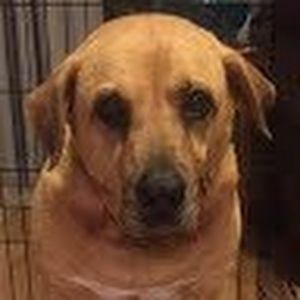Meet your Posher, Casey